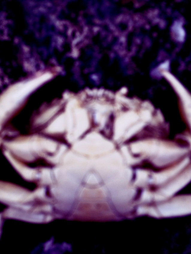 [crab-09%255B2%255D.jpg]