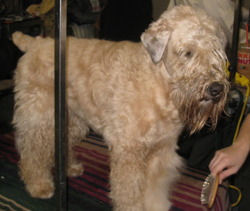 Soft Coated Wheaten Terrier