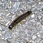 Unknown Caterpillar