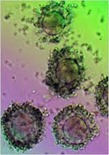 stemc cells stemc cells