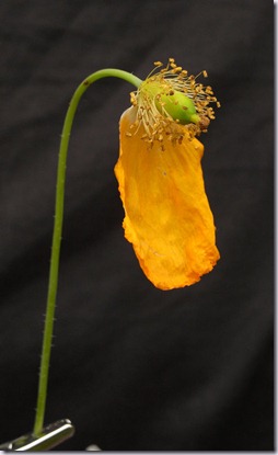 schijnpapaver schijnpapaver