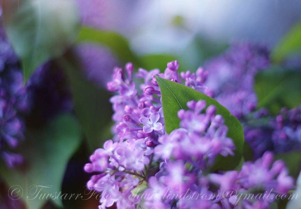 [syr4_Watermarked%255B6%255D.jpg]