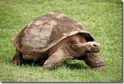 tortoise