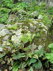 This planting contains moss, ferns, and houttuynia.