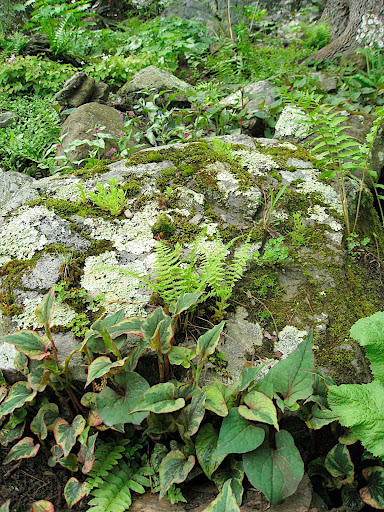 This planting contains moss, ferns, and houttuynia.