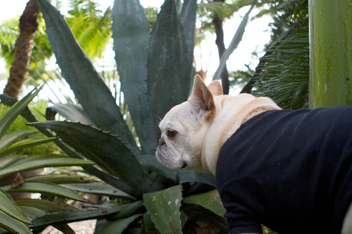 The century plant is in the agave family, like this giant specimen here.  Franny, did you know that the blue agave is the source of the potent distilled spirit known as tequila?