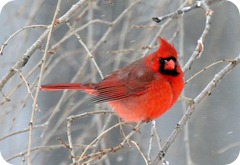 Cardinaal
