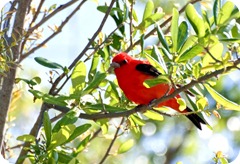 Scarlet_Tanager-1