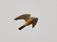 HBR_2012Dec28_000.jpg