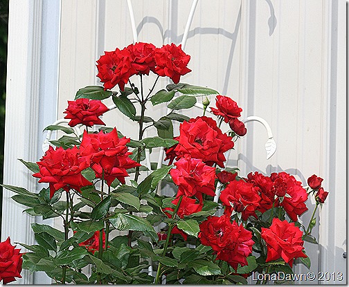 Crimson_Bouquet_Rosebush