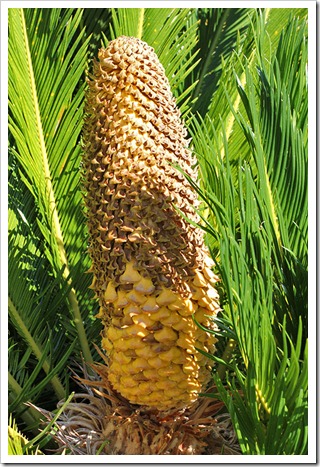 110731_Cycas_revoluta_male_cone_05