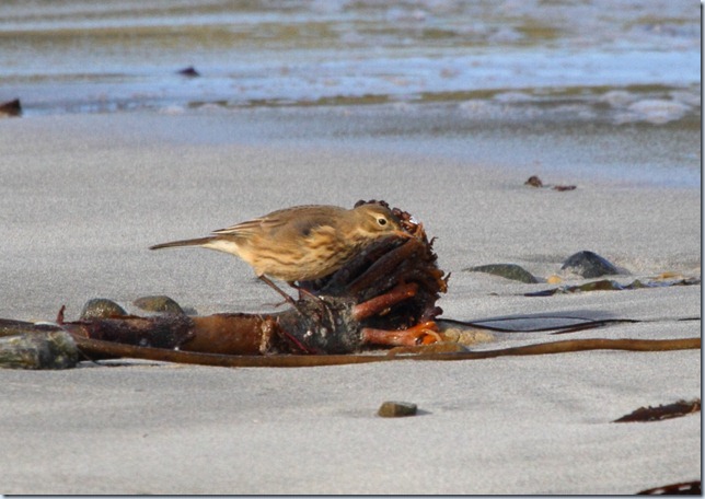 buff-bellied_pipit3