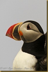Puffin PotrtaitMSB_7984 NIKON D300S July 03, 2011 Puffin PotrtaitMSB_7984 NIKON D300S July 03, 2011