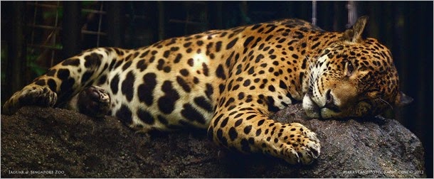jaguar0001web