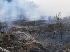 Good results from a growing season site preparation burn for an Atlantic White Cedar restoration project.