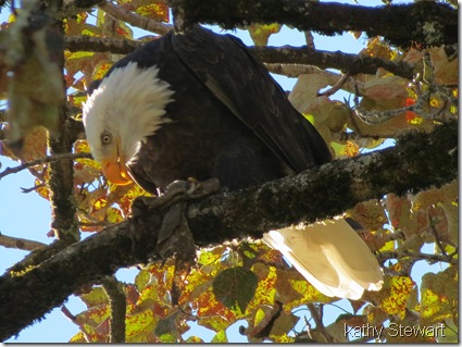 Feeding Bald Eagle