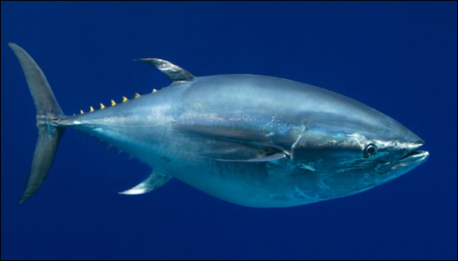 The conservation group IUCN warns that overfishing of the Pacific bluefin tuna is driving it towards extinction. Photo: Monterey Bay Aquarium / Randy Wilder