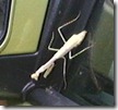 Praying Mantis Along for the Ride!