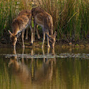 Fallow deer