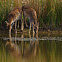 Fallow deer