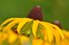 DSC_1713.JPG