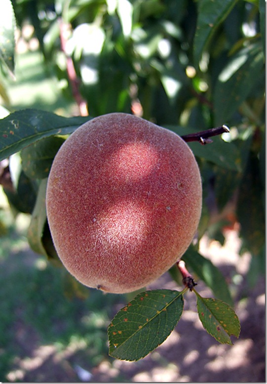 summerpeach