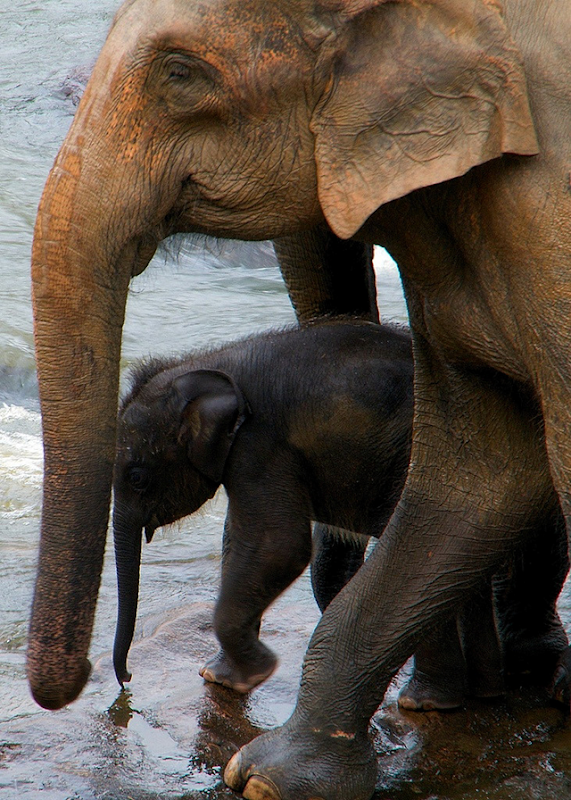 Mother and baby elephants at the Pinnawala Elephant Orphanage, Sri Lanka. Holly Ladd / flickr