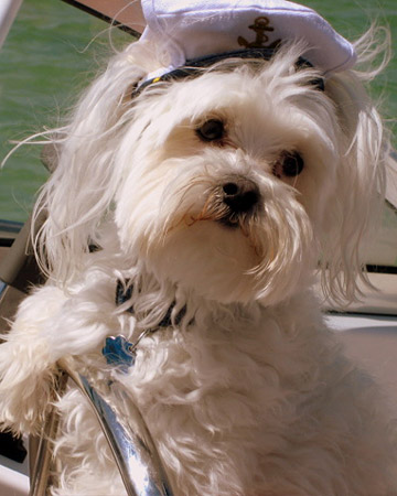 Schooner: Schooner: