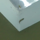 Common House Gecko