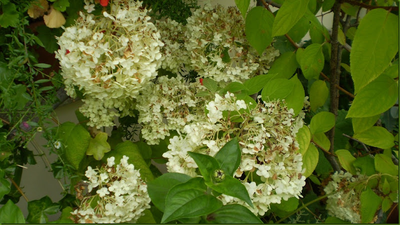 P7210056