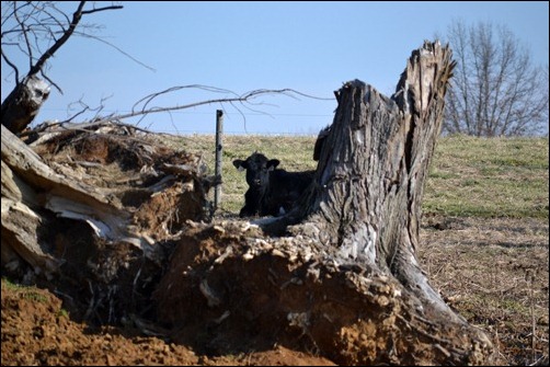 hiding cow hiding cow