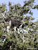 Natura :: Capra volante, Marocco 2004