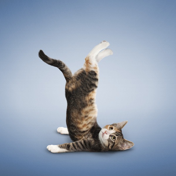 [yogacats3%255B3%255D.jpg]