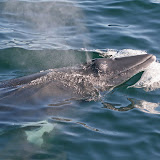 Minke whale