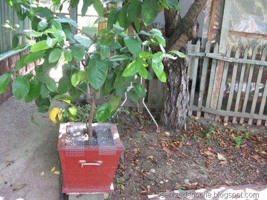 encuentra al gato 5 Encuentra al gato 5