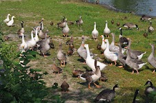 DSC_2010.JPG