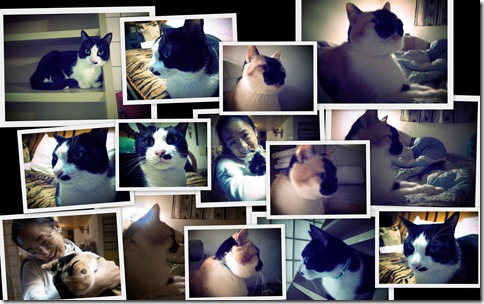 Cat Cat