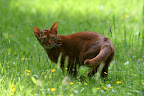 Abessinierkatze Lena