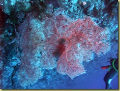 Fan Coral on the wall