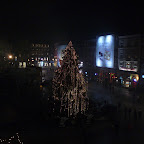 krakow tree.jpg