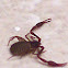 Pseudoscorpion