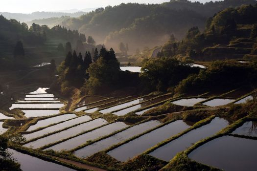 Rice terraces are seen at Matsudai Tanada region in Niigata, Japan, 13 May 2008. Koichi Kamoshida /AFP / Getty Images