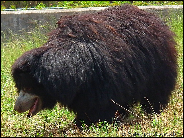 Being mauled by any kind of bear is a horrible way to go, but the Sloth bear is particularly nasty due to its trademark killing method; it uses its teeth and its incredibly long, sharp claws to literally rip the victims face off. 