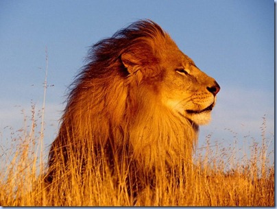leo