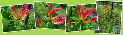 View Gloriosa Lily