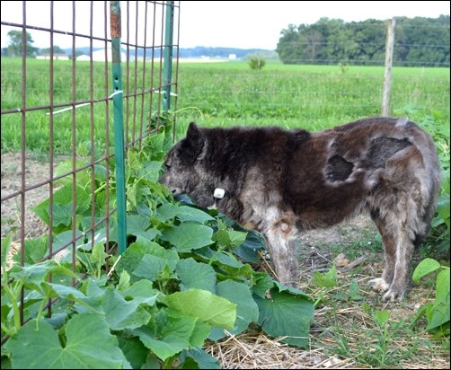 cucumbers July 8