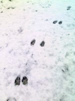 雪、猫のあしあと 雪、猫のあしあと