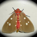 Red Tinolius Moth