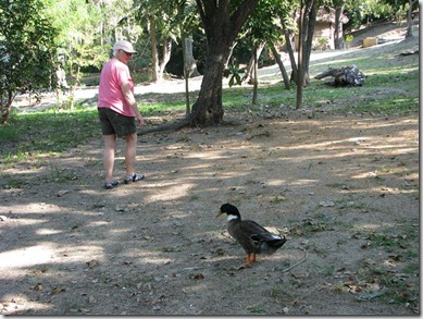 Peggy_DuckatMicos