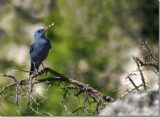 roquero solitario